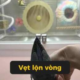 cách luyện tập gà đá