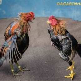 cach nui ga da