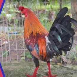 cách nuôi gà đá bo tốt