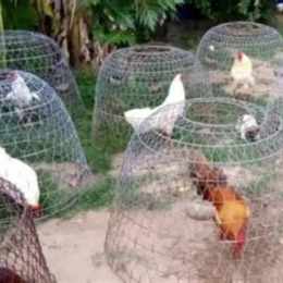 cách nuôi gà đá cựa người mỹ