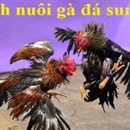 cách nuôi gà đá mau sung