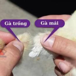 cách phân biệt gà đá