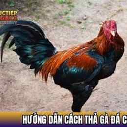 cach tha ga da