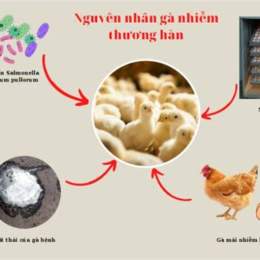 cách trị thương cho gà đá