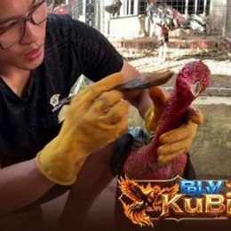 cách xả nghệ cho gà đá