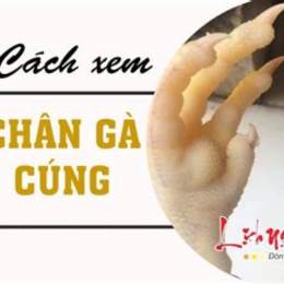 cách xem chân gà tre đá hay