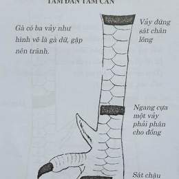 cách xem gà đá cựa
