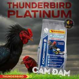 cám gà đá thunderbird
