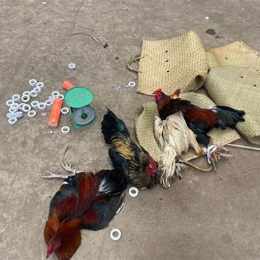 cảnh sát bị gà đá chết