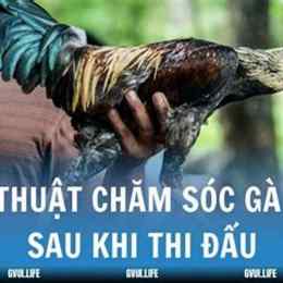 chăm gà sau khi đá về