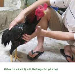 chăm sóc gà sau khi đá