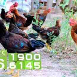 chó ăn đá gà ăn sỏi nghĩa đen