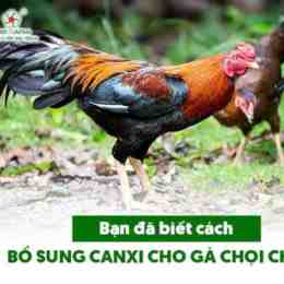 cho ban ga da