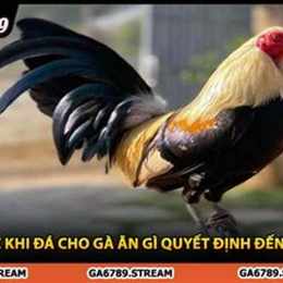 cho gà an gì trước khi đá