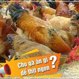 cho gà đã an chuối