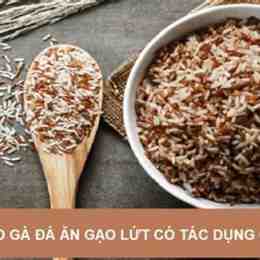 cho gà đá ăn gạo lứt
