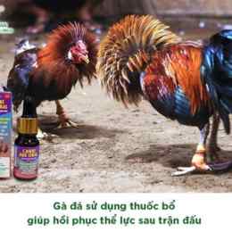 cho gà đá uống hột gà
