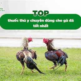 chó tốt gà đá cá màu