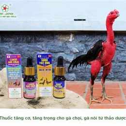 cho tot gà đá đồng thap