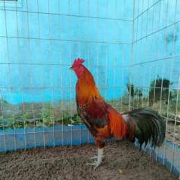 chợ tốt gà đá kien giang
