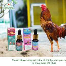 cho tốt gà đá quan 12