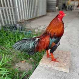 chợ tốt, gà đá quận 2