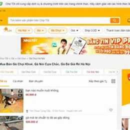 chợ tốt gà đá quan 7