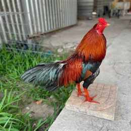 chó tốt gà đá quận 8