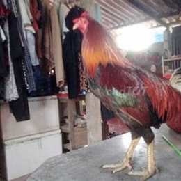 chợ tốt gà đã tân trụ