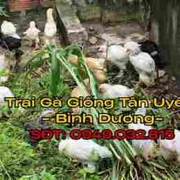 chợ tốt gà đã tân uyên bình dương