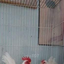 chợ tốt gà đã tphcm