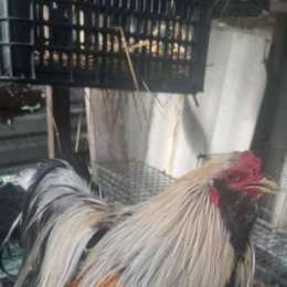 chợ tốt gà đã trà vinh