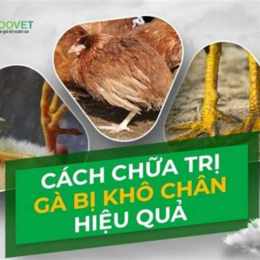 chữa gà bị khô da