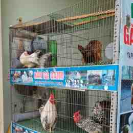 chuong ga da