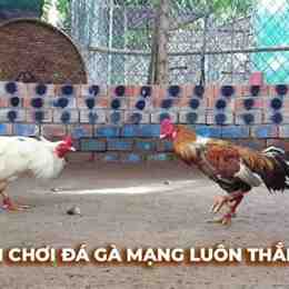 clip đá gà ấn độ