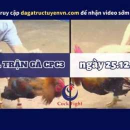 clip đá gà cpc3 hôm nay