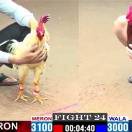 clip đá gà khét của anh cọp