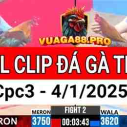 clip đá gà thomo mới nhất