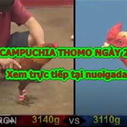 clip đá gà trực tiếp