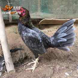 clip đá gà xám phúc bình dương
