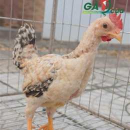 clip gà 9 cựa đá