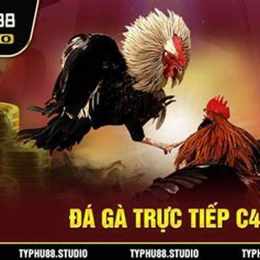 coi đá gà cam trực tiếp