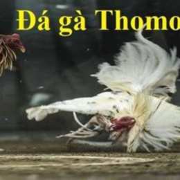 coi đá gà thomo 88