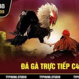 coi đá gà trường