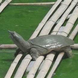 con gì chân vịt, thịt gà, da trâu, đầu rắn