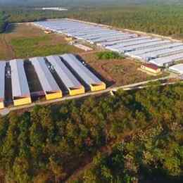 công ty cổ phần chăn nuôi gà đà lạt