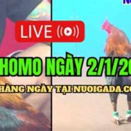 đá gà 1 chấp 2 c3 hôm nay