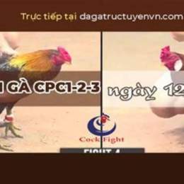 đá gà 13 tháng 10