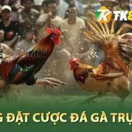 đá gà 13 thắng 9