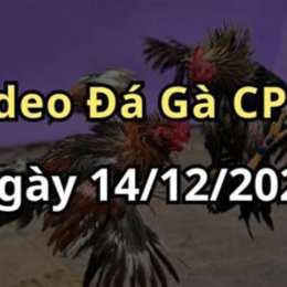 đá gà 14 tháng 3